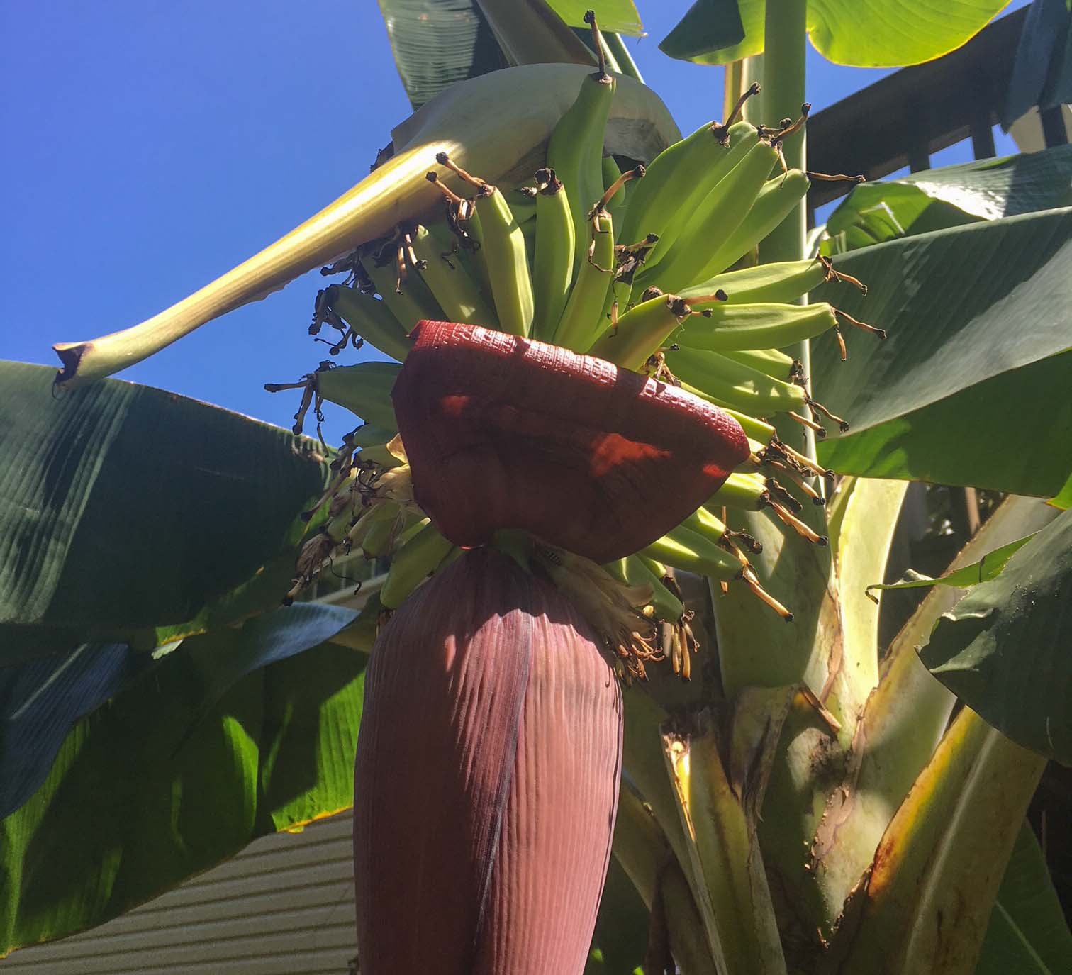 Container Gardening Questions Answered! Tyrant Farms